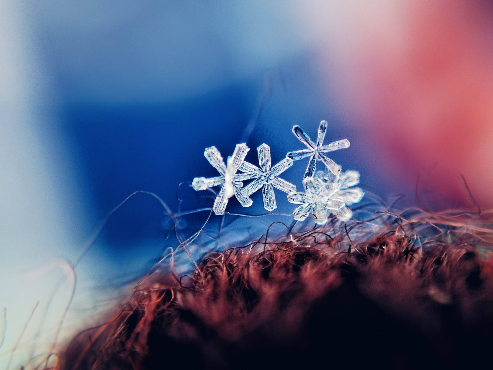 学拍微距:捕捉"冬之精灵"雪花,雪花微距拍摄全攻略