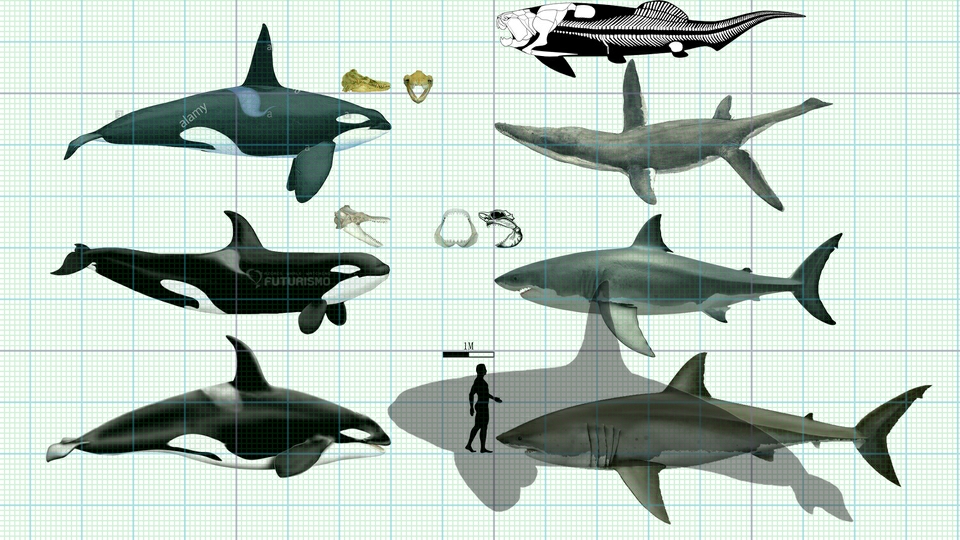 虎鲸与滑齿龙、沧龙、邓氏鱼耳基拟噬人鲨的对比