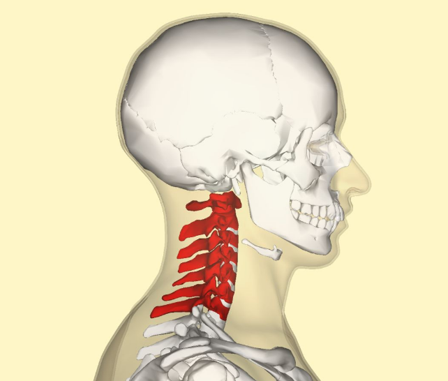 颈椎是我们背脊骨的第1节