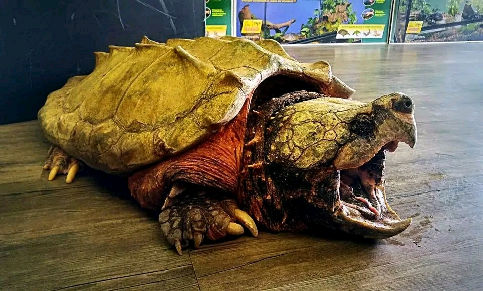 鳄龟 原来也是保护动物