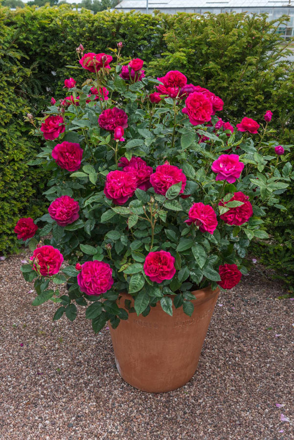 哪里能买到真正的玫瑰花盆栽 b95695fbc077169c5736e87f939f8dc11152a688.jpg