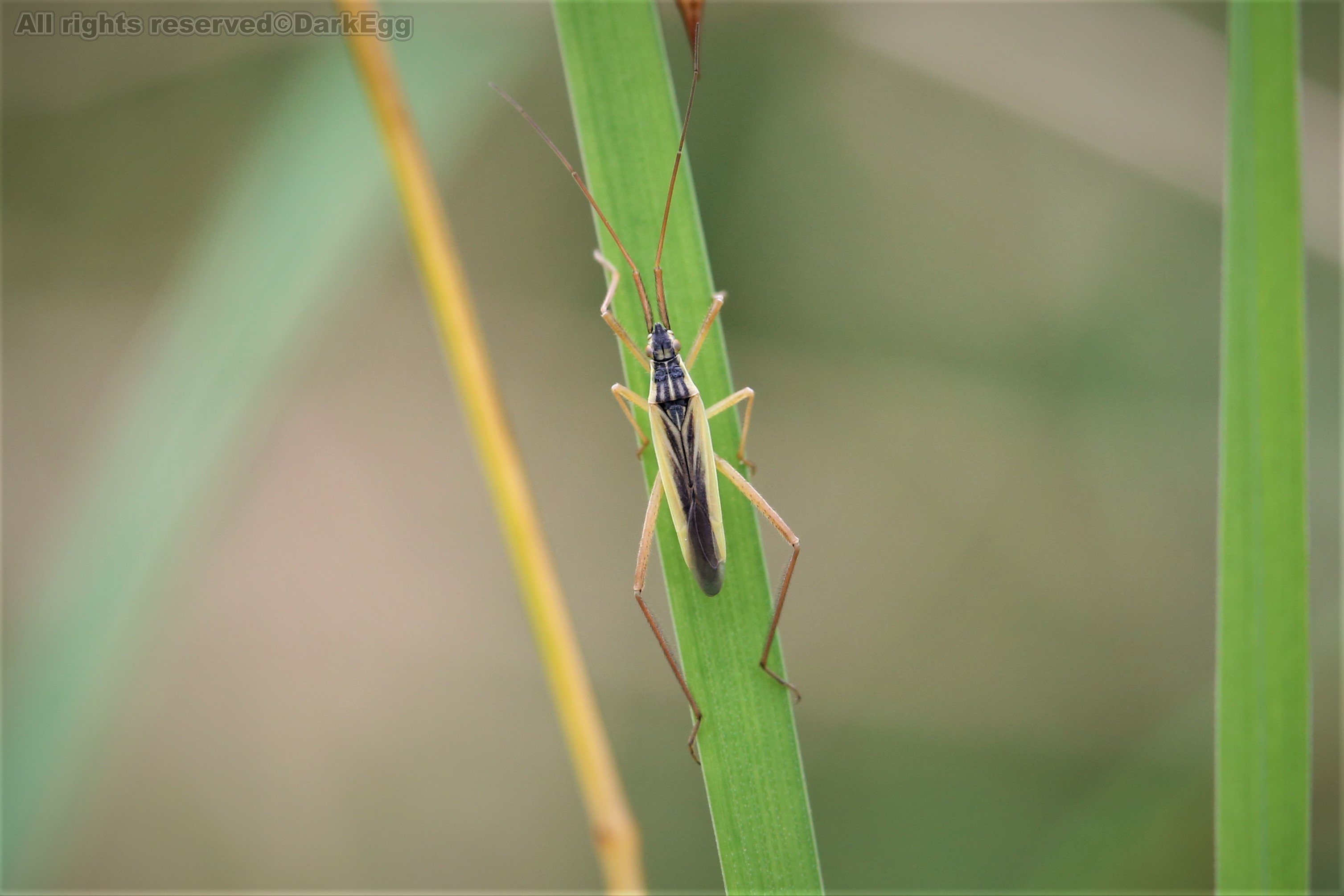 长伸额盲蝽 notostira elongata