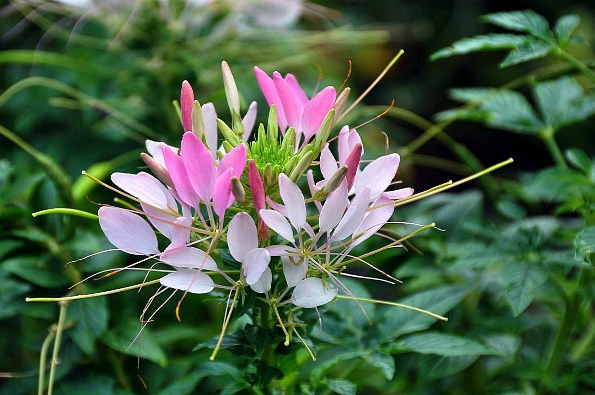 醉蝶花,是一种现实中存在的话,红白二色(有些偏紫),花语"神秘" 你