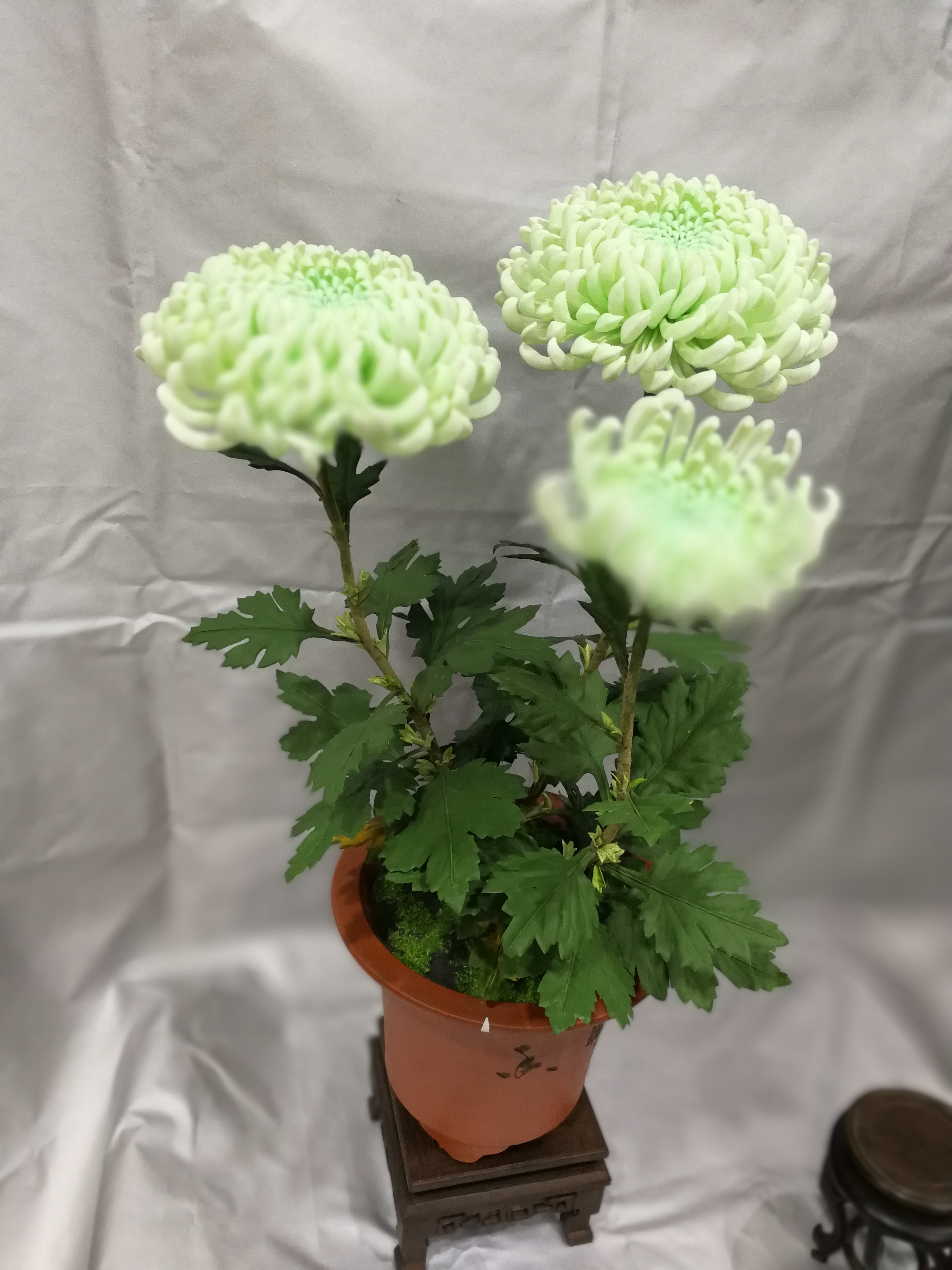 通草花永不凋谢的花