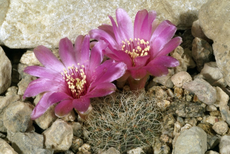 圣丽丝(hertusii)——沟宝山里的长毛怪