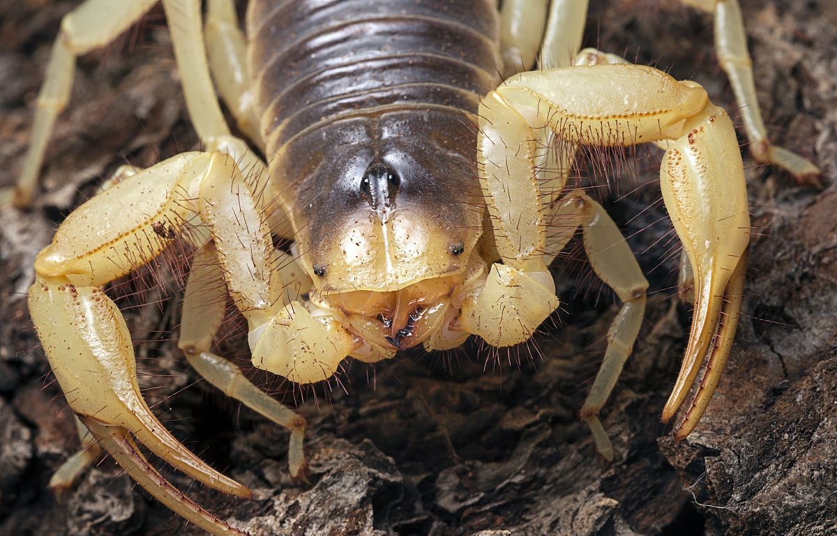 蝎子每条腿的前端都有个叫做狭缝感受器的加速传感器,能够察觉出方圆