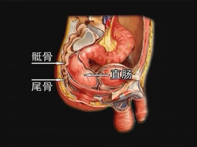 骶骨,尾骨,梨状肌