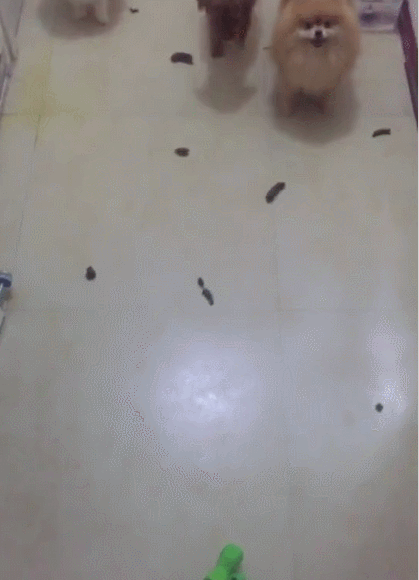 3只狗狗突然拉了一地的屎,主人开始自我反思:都是苍天的错!