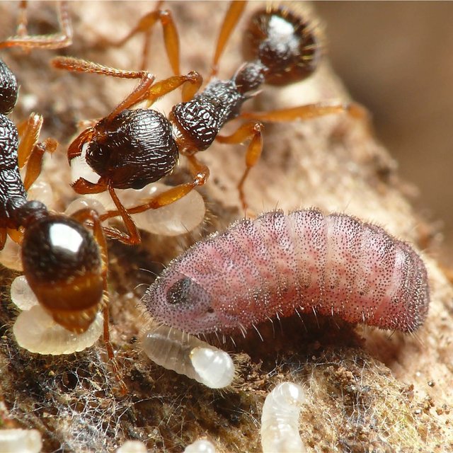 寄居在科氏红蚁(myrmica kotokui)蚁巢内的大斑霾灰蝶(phengaris ar