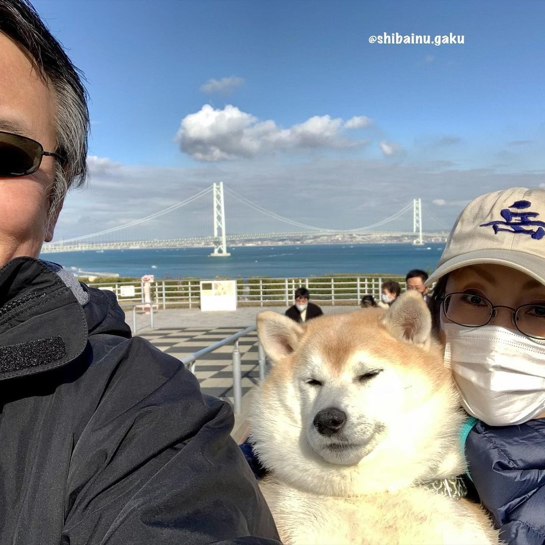 萌宠日本超人气柴犬网红们超萌柴柴隔着屏幕想撸秃它