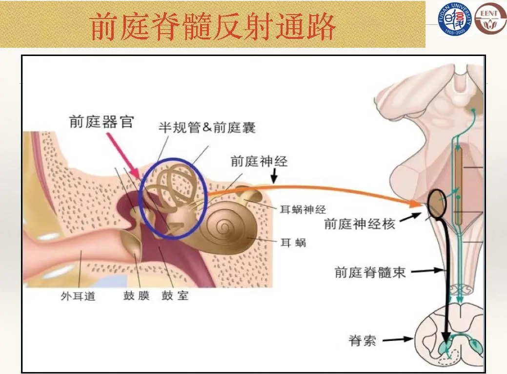 前庭功能检查技术