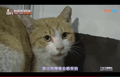 躲起来后却还是对桔梗的叫声流连忘返的李子