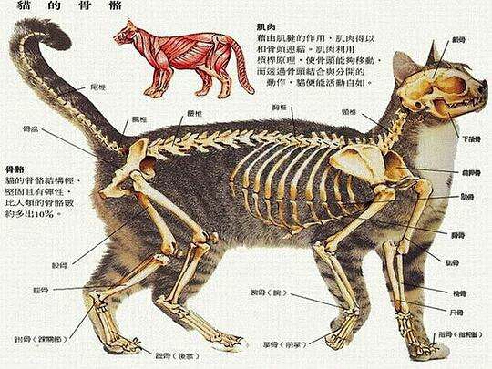 那是因为猫的骨骼的特殊结构.如图