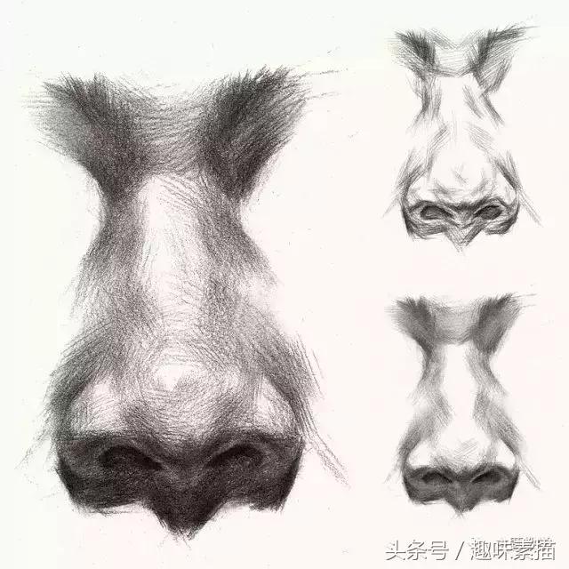 素描局部鼻子全面解析,特征、年龄、各角度怎么画?