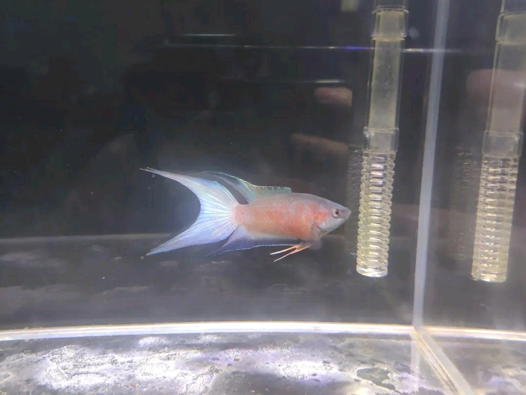 鱼多少度能熟 ba9e95e9a6fcae85bf4508b41bc06d019aeab66f.jpg