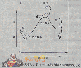 肌肉形成的原理_增肌的原理,90 的健身者都不懂