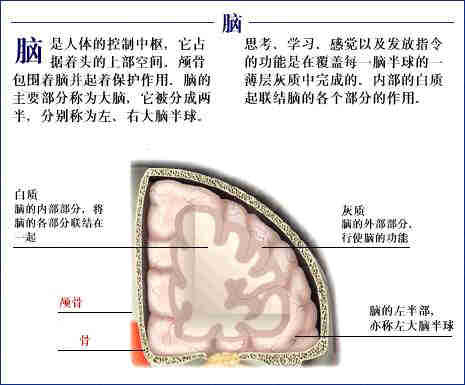 史上最全的人体(组织器官)全图