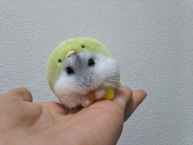 你家的仓鼠认你吗?仓鼠究竟认不认主人?