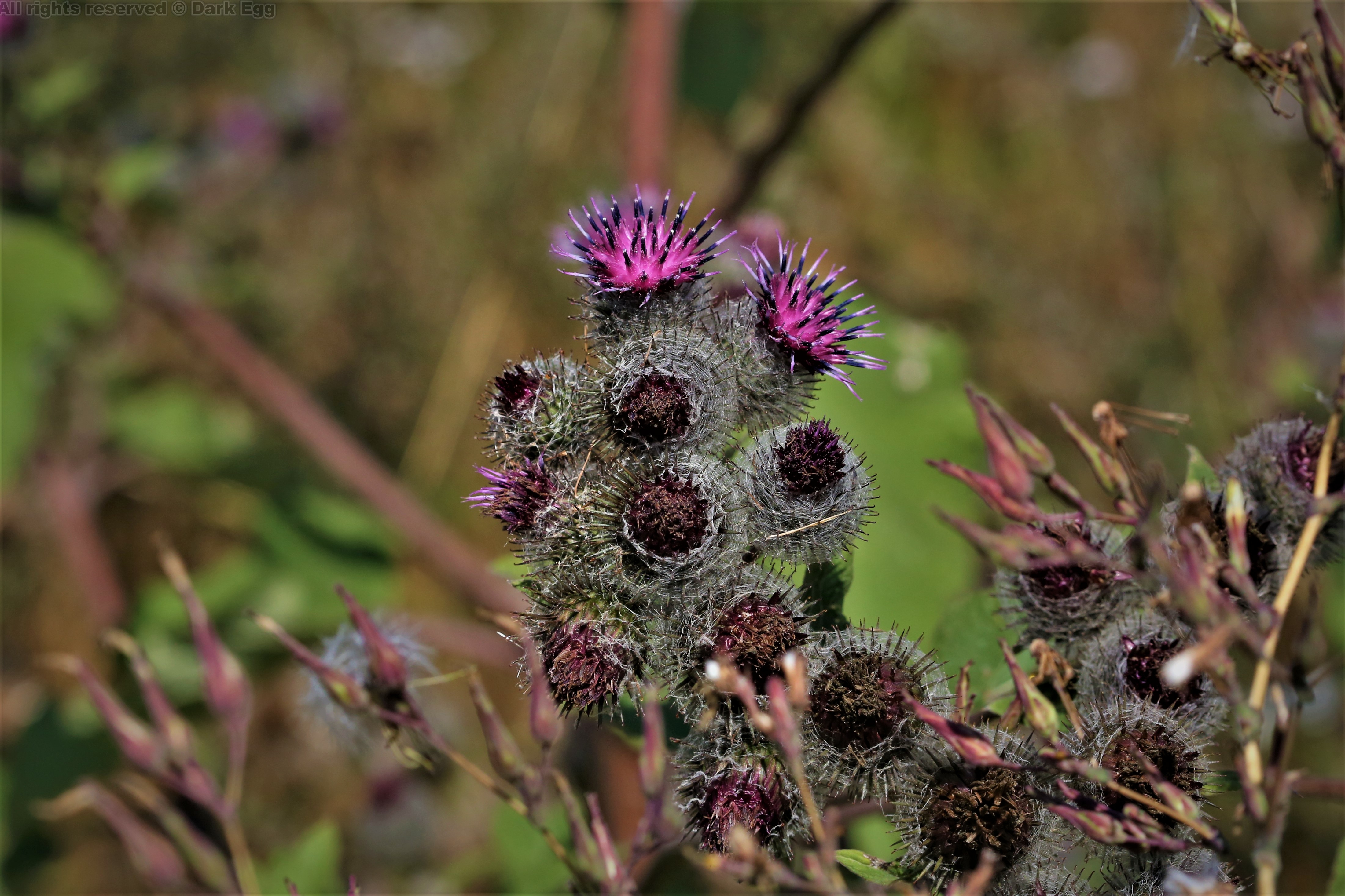 毛头牛蒡 arctium tomentosum