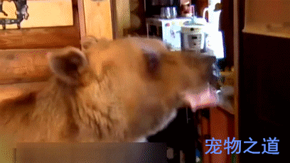 好好一只熊硬被俄罗斯人训练成了狗熊我的目标是大表哥熊猫