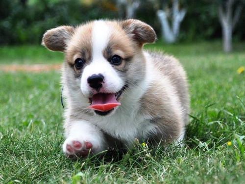 什么时间开始育种 bb8338e3b33b5fde4f74c00b788f55fe2dd3b487.jpg