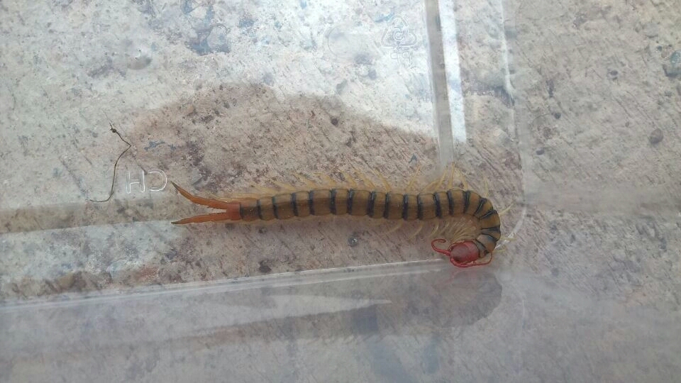 【蜈蚣之最系列】分布最广-赤蜈蚣 scolopendra morsitans