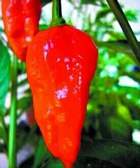 辣椒辣度排名_辣椒辣度图片(3)