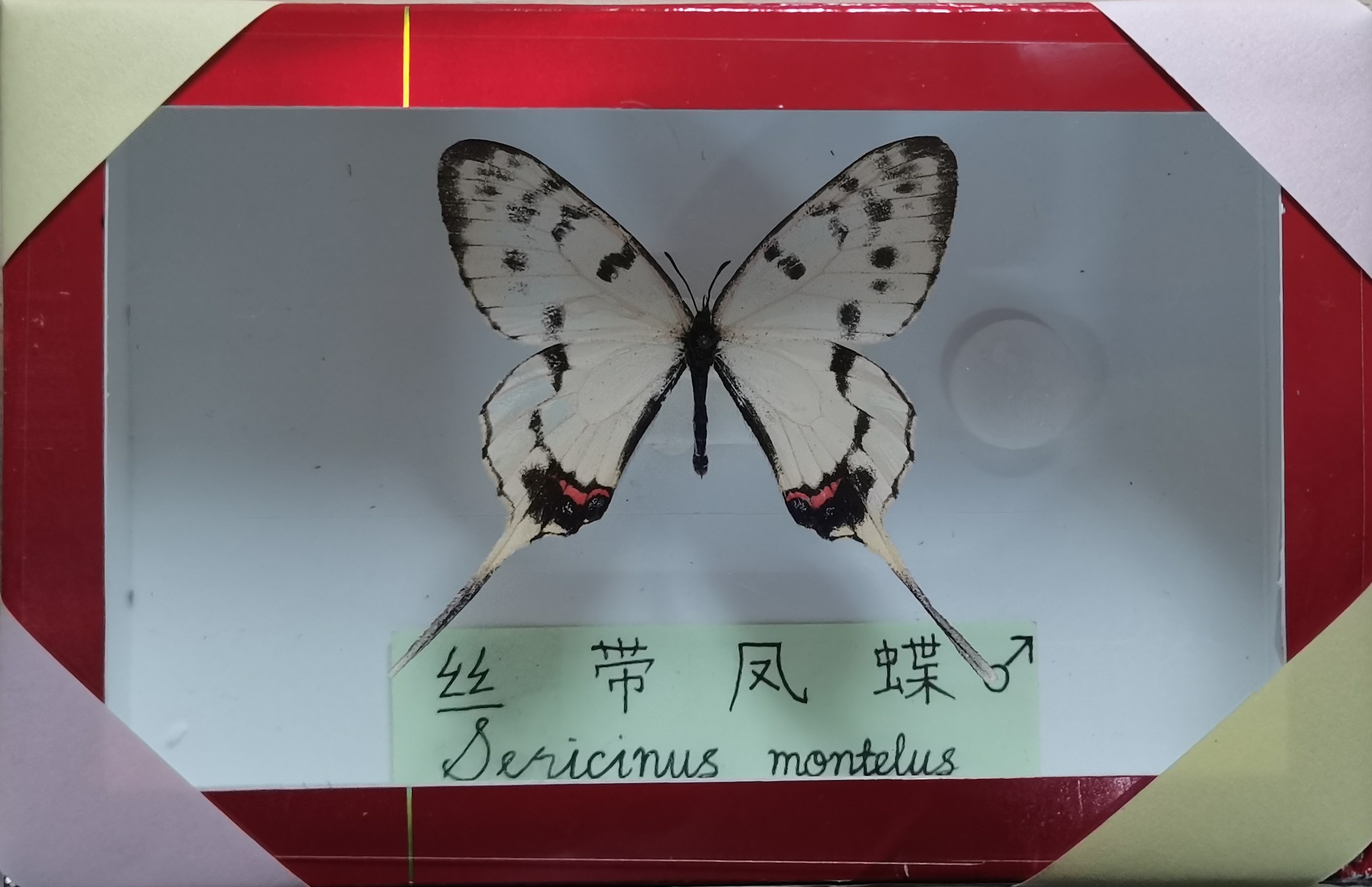 papilio xuthus 状态:送出(2020/10/07) 此种:03 025 名称:丝带凤蝶