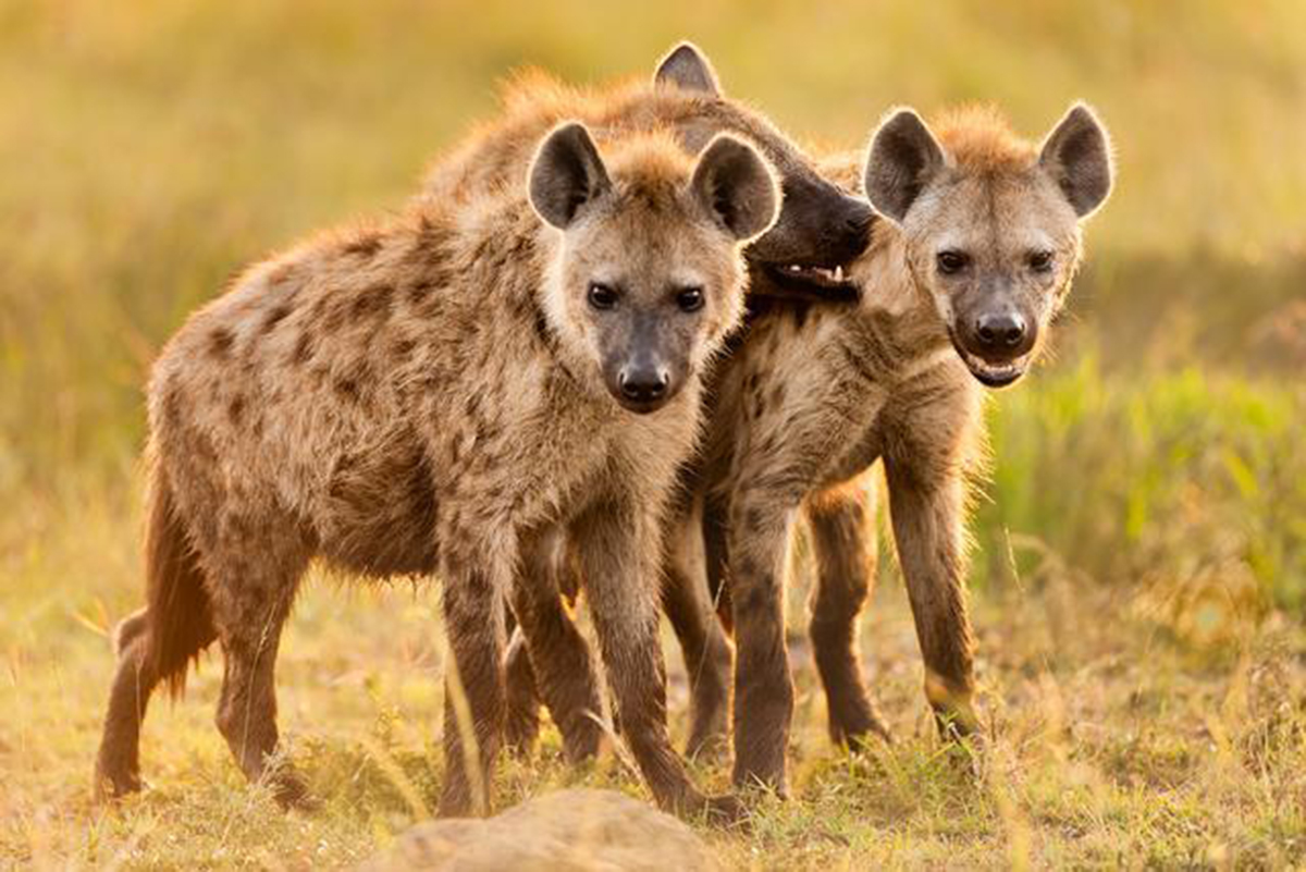 奇闻:非洲草原二哥,鬣狗为何对掏肛情有独钟?一切都是
