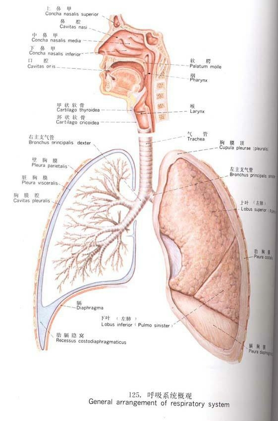 呼吸系统全貌