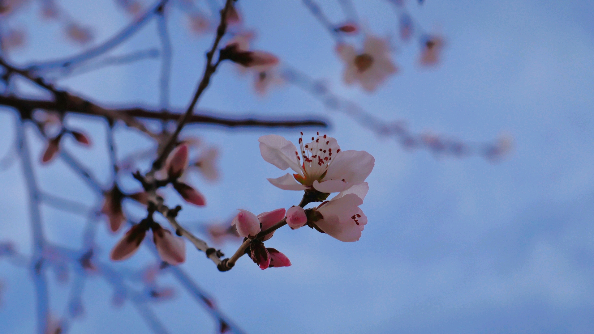 春季傍晚桃花拍摄练习