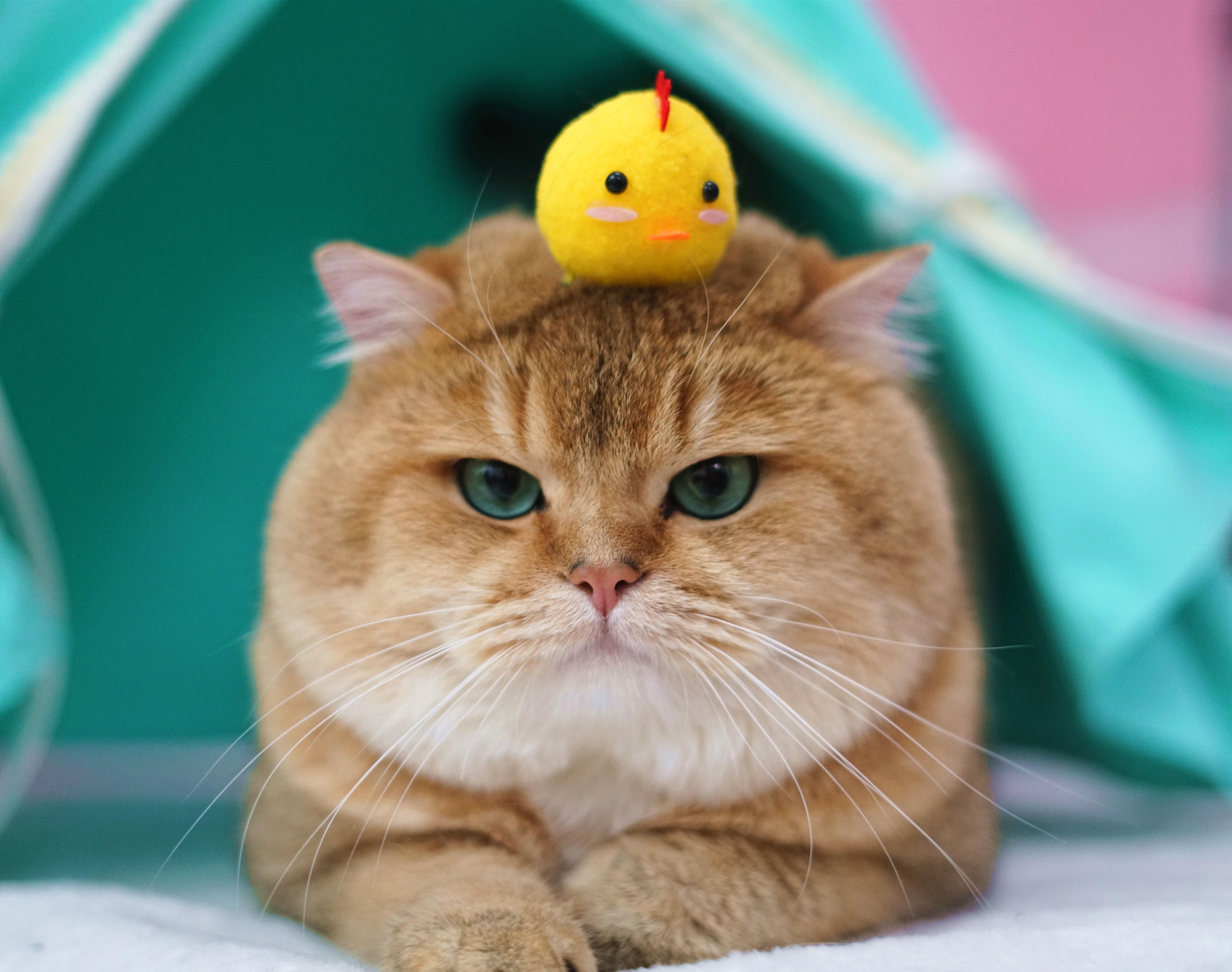 carissa大神来谈谈生肉骨喂养猫咪