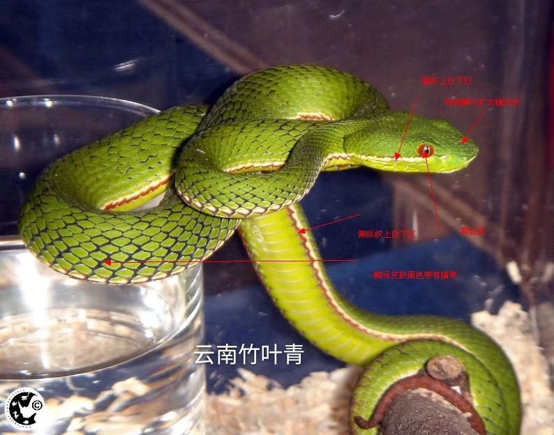 竹叶青属(trimeresurus)鉴赏 你以为竹叶青都是原谅色图片