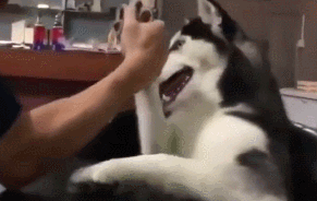 哈士奇:铲屎的空腹可以吃饭吗?