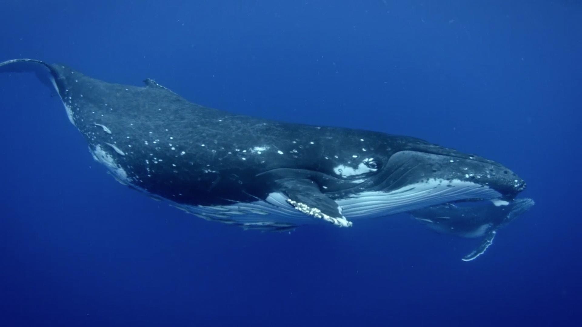 现存最大的动物类群须鲸亚目