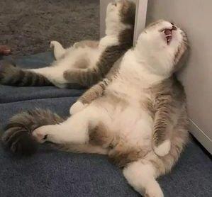 夏天到了,猫咪的睡姿也"变野"了!