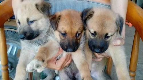 每日一犬 · 西帕基犬