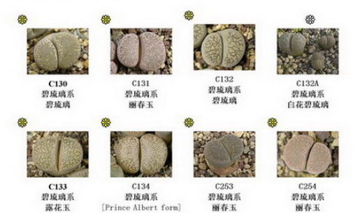 从翻车开始聊起——浅谈生石花养护的一些注意事项