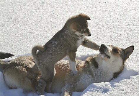 狗狗科普 —— (莱卡猎犬篇)