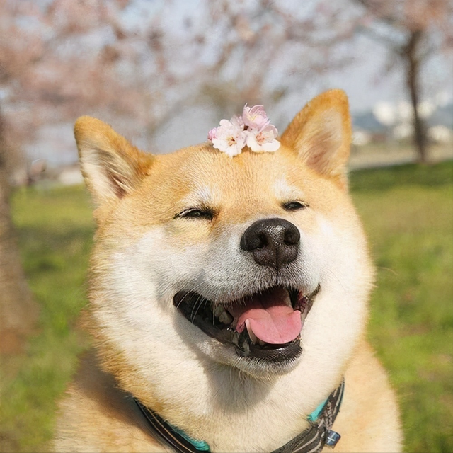 "最懂事"的4种狗狗和"最调皮"的4种狗狗 柴犬是先认识它的表情包,后面