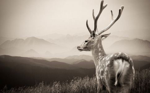 “僵尸鹿”病毒北美爆发,大脑遭病毒啃光!可能会感染人类?难道是现实版的生化危机?