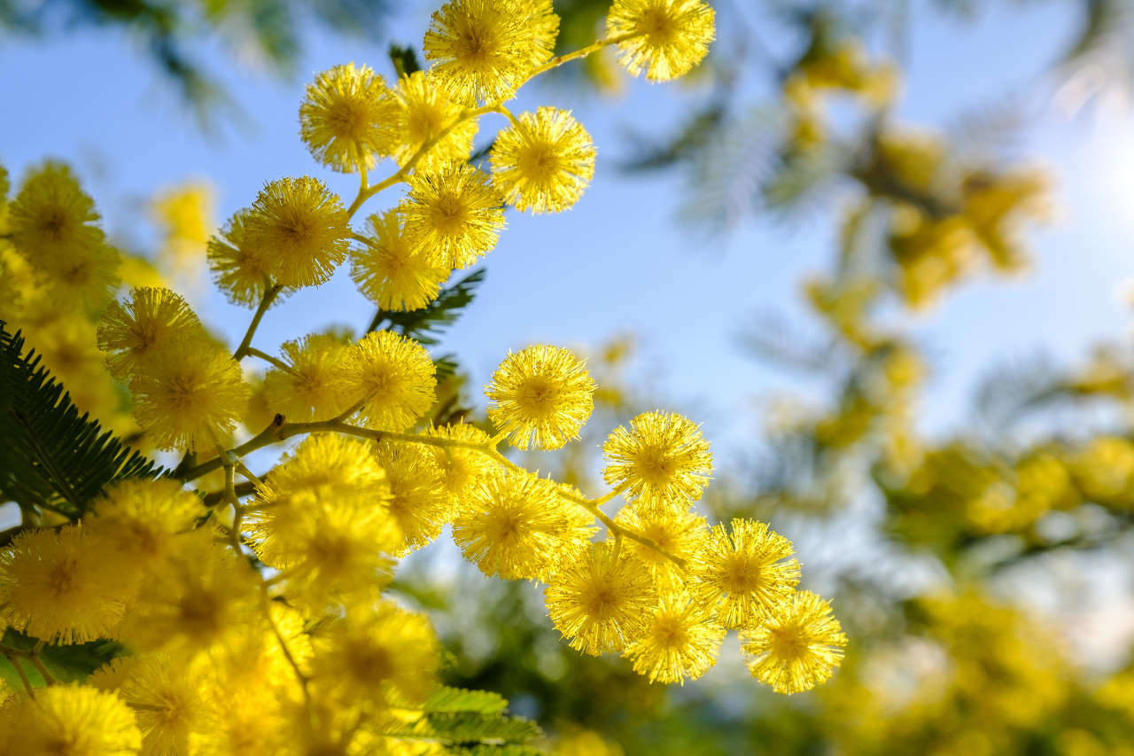 关于mimosa(金合欢花)的凄美传说 哔哩哔哩专栏