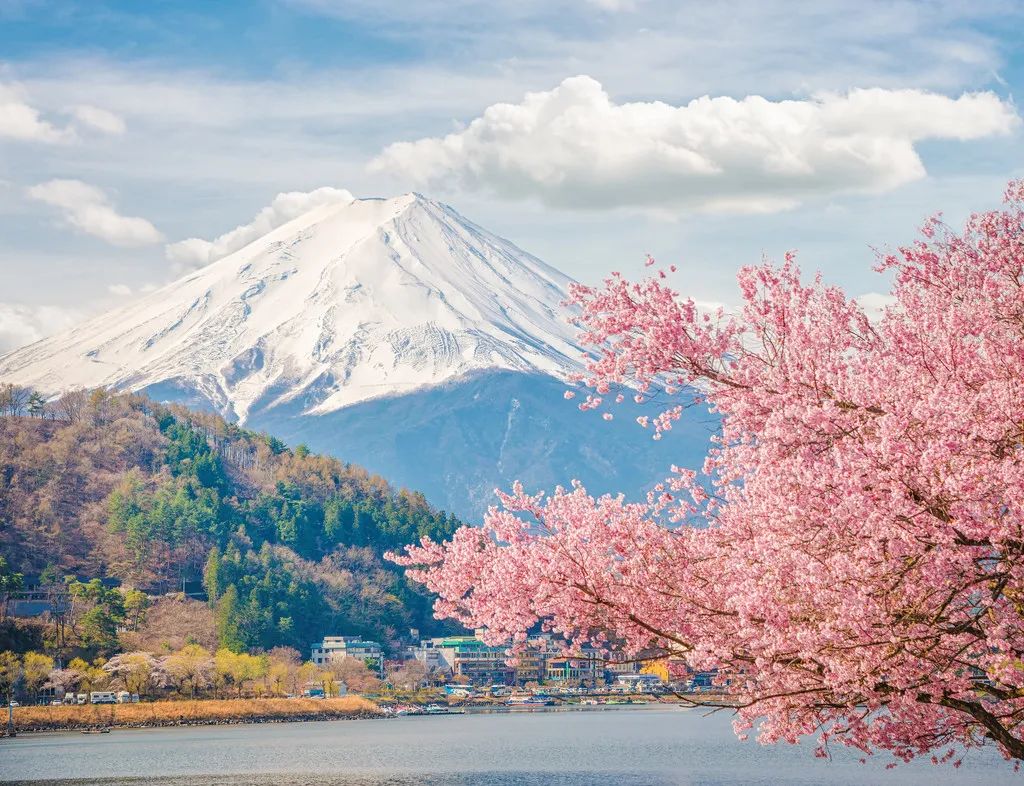 雄伟的富士山邂逅浪漫粉嫩的樱花,是日本最独特的景色,同样令人心驰