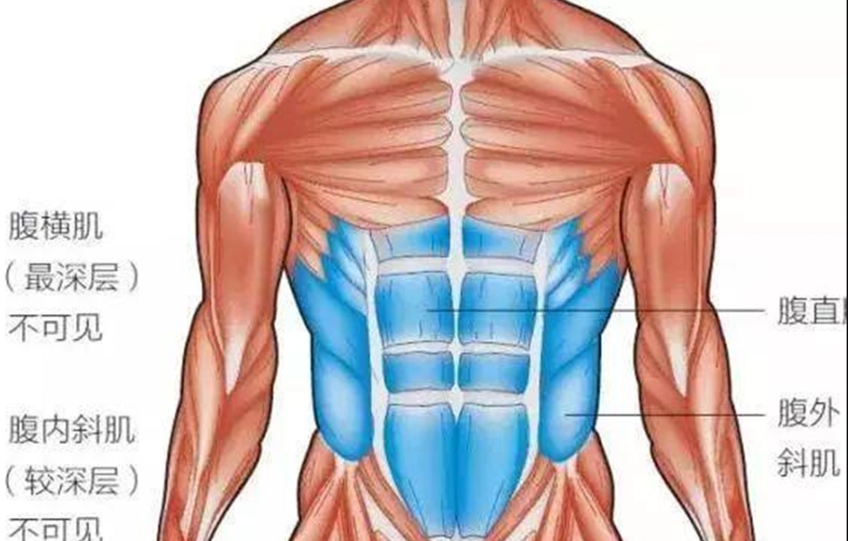 人体的腹部肌群可以想象成一瓶 矿泉水,外面一圈是腹内外斜肌,腹直肌