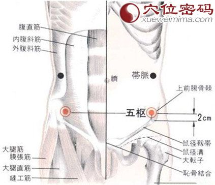 指穴位在人身之中部,又指五枢穴为治疗行走的枢要之穴.