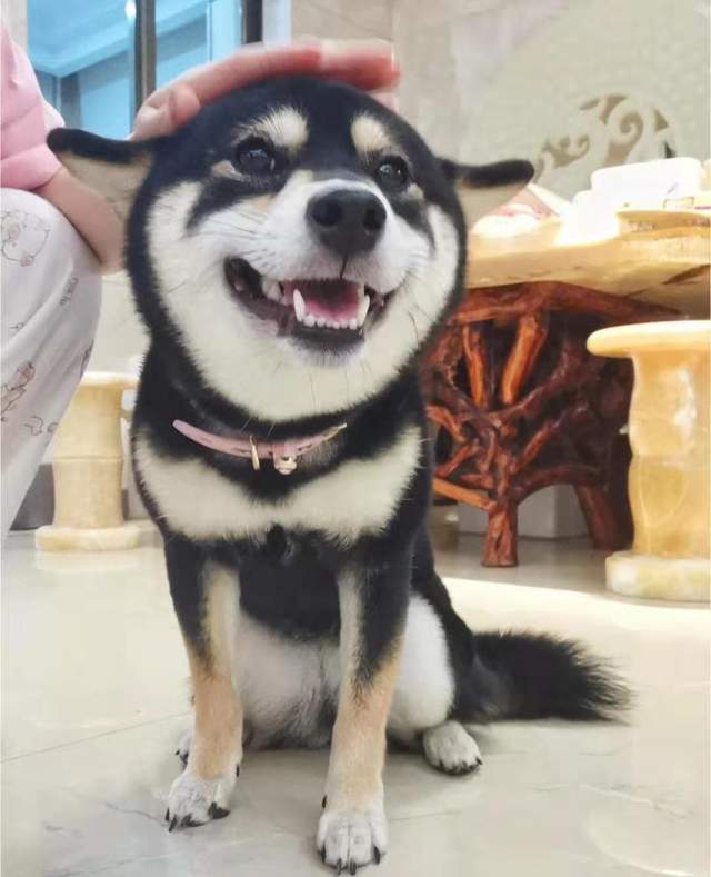 柴犬一定要有豆豆眉吗?没有就不纯种?
