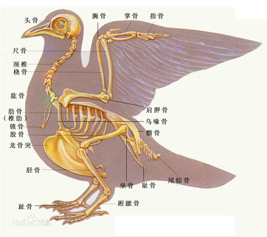 鸟类骨骼构造图(尾综骨和龙骨突可见)