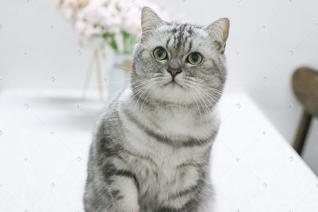 美短猫什么时候会发腮?