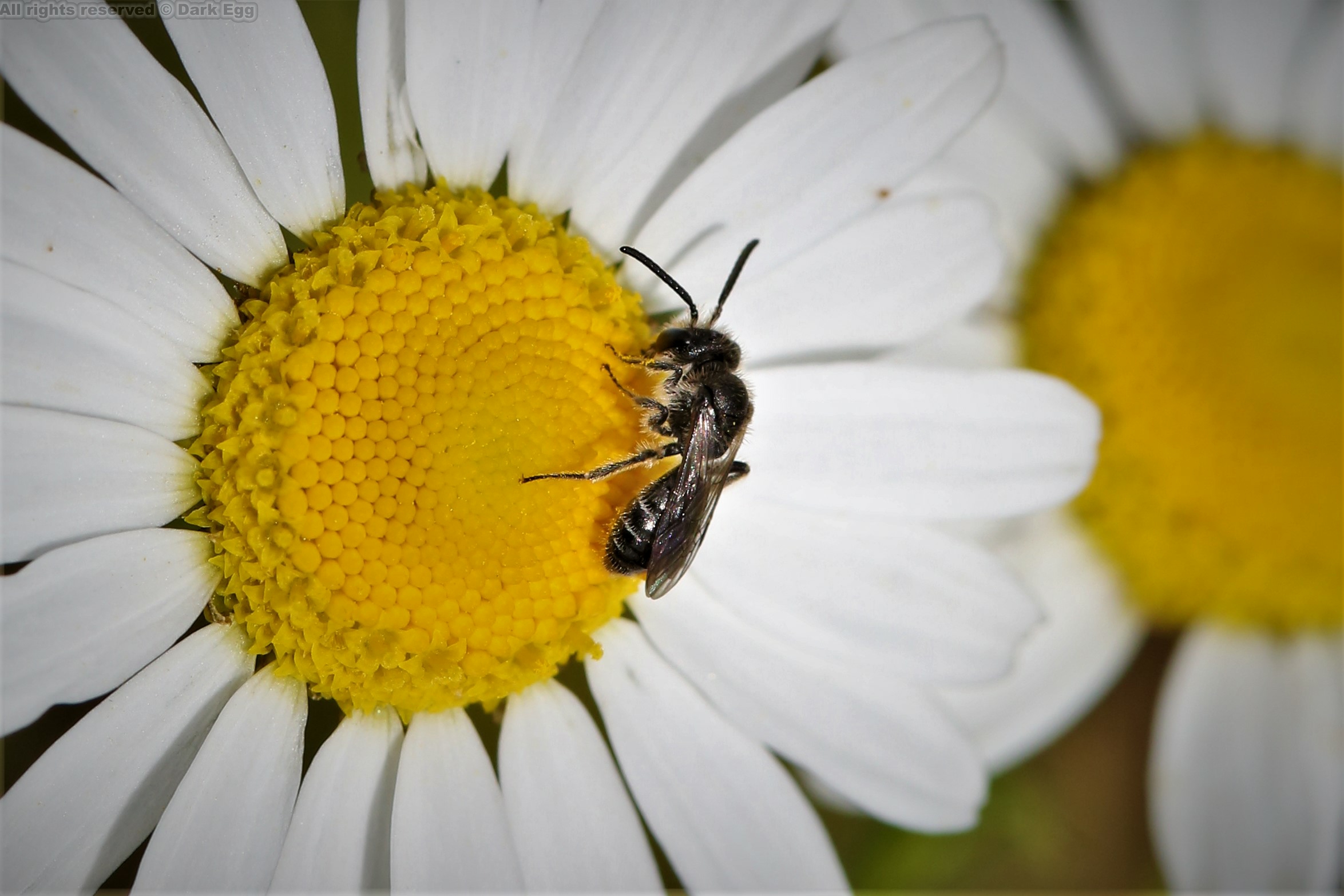 淡脉隧蜂属 lasioglossum semilucens