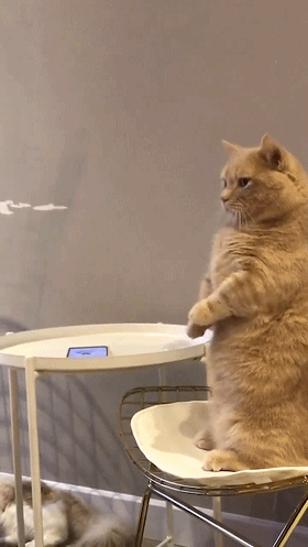 如果是味道不太好的猫粮或者劣质猫粮,猫咪都会不吃.